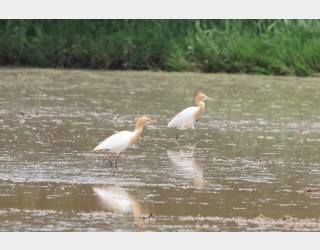 써래질하는 논에 황로들이