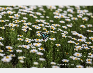 데이지 꿀을 빨아 먹는 예쁜 나비