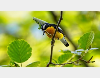 둥지위에 앉은새