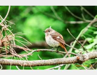 잠시 모델이 되어주고 날아간 딱새
