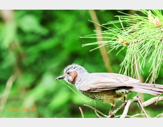 잠시 앉았다가 날아가는 직박구리