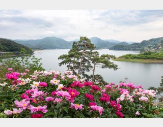 옥정호 작약향기