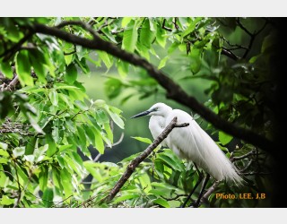 알을 품기 위해 둥지로 들어가는 백로