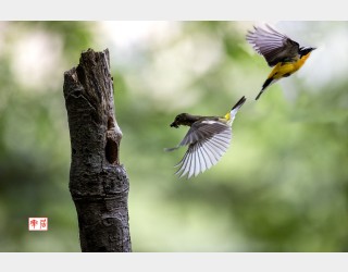 흰눈썹황금새1234