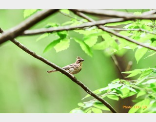 나들이 나가는 노랑턱맷새