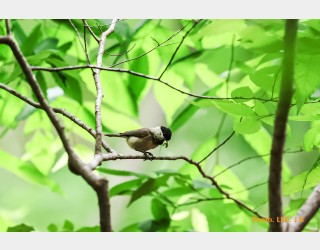 먹이 활동중인 쇠박새