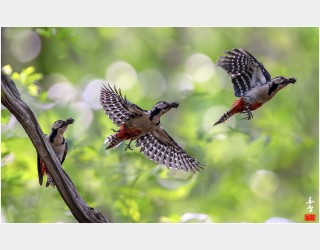 오색딱따구리육추