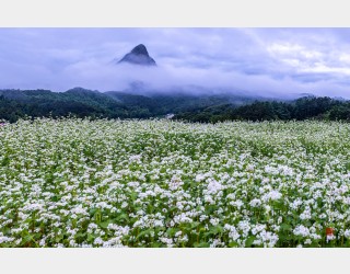 메밀꽃 픤 마이산