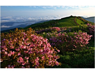 소백산 비로봉의 봄