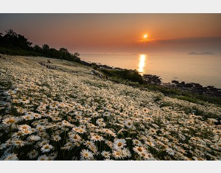 변산샤스타데이지