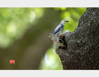 붉은부리찌르러기 1탄