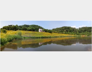 금계국 세상 (파노라마)