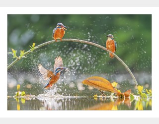 물총새 먹이사냥