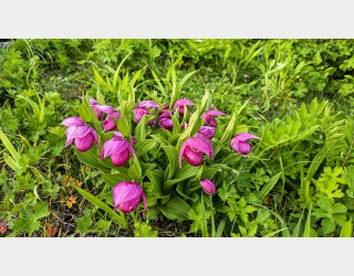 꽃사진은 좋은 모델을 찾는게 묘미