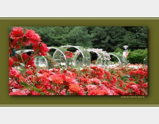 장미 꽃밭의 풍경 ---