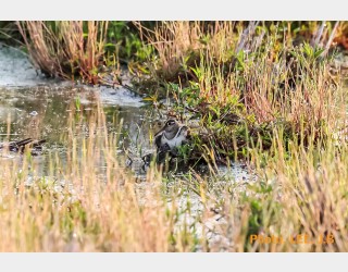 처음 맞이한 호사도요