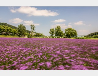 황룡강 생태정원 버들마편초