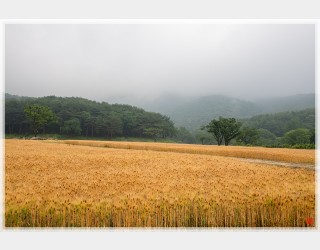 보리밭 사잇길로.....