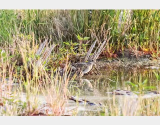 새끼들 먹잇감을 잡으러 나가는 호사도요