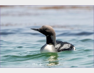큰회색머리아비