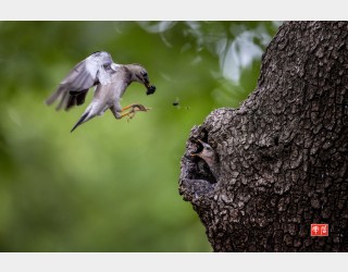 붉은부리찌르러기