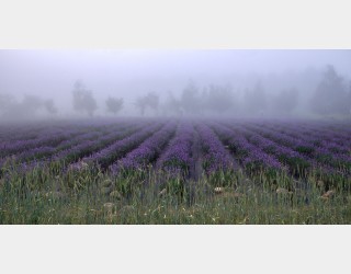 2025년 하늬라벤더팜 축제