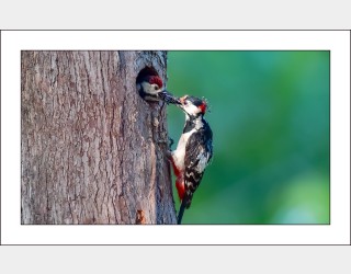 오색딱따구리육추,,