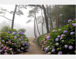 수국이 피어있는 (山寺)
