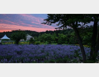 라벤더팜-달려보세요