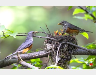 되지빠귀육추-3-