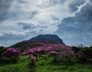 한라산 철쭉