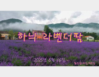 하늬라벤더팜