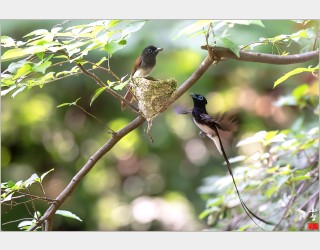 긴꼬리딱새 육추