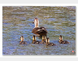 흰뺨검둥오리가족