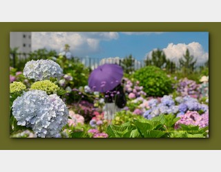 수국의 아름다움  ----