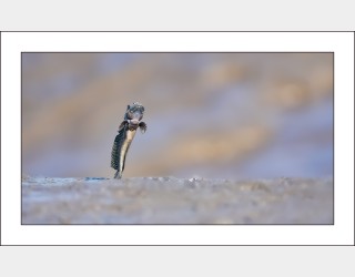 섹시한 짱뚱어...