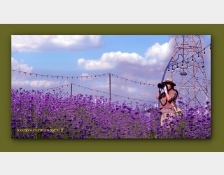 라벤더 꽃밭에서 ---