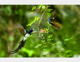 긴꼬리 딱새가족