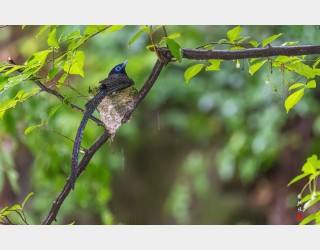 우중의 긴꼬리딱새