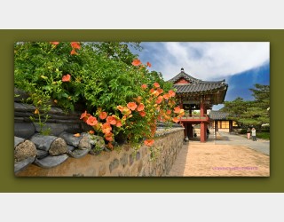 왕릉의 능소화 -