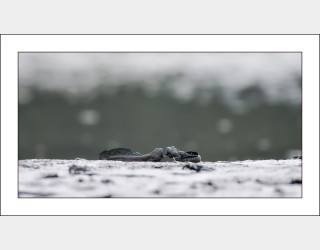 연인들의 이야기...