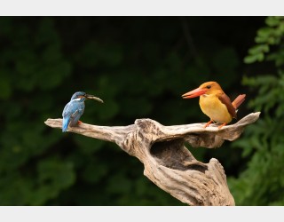 호반새와 물총새