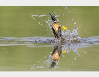 물총새 사냥후 ,,