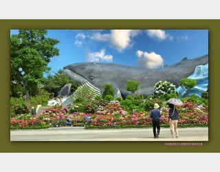 수국 꽃밭의 풍경 ---