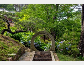 수국이 있는 암자