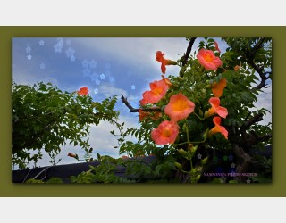 능소화가 그림처럼 ---