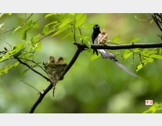 둥지를 떠나는 삼광조