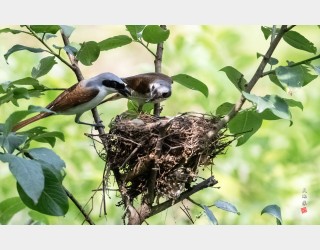칡때까치의 육추