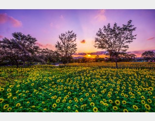 백련지 해바라기