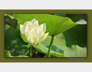 하얀 연꽃 -----